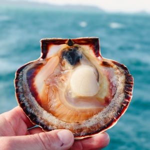 Coquilles Saint-Jacques