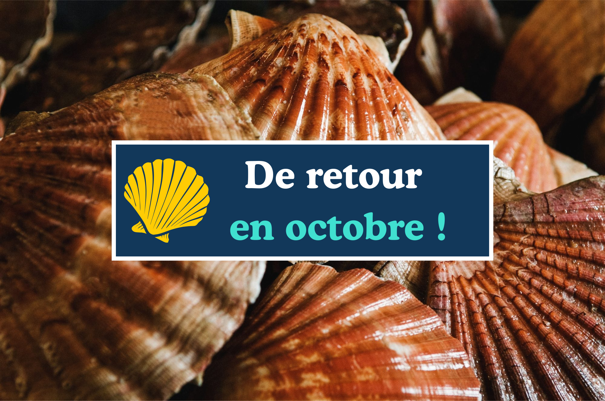 Coquilles Saint-Jacques