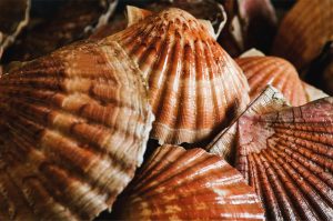 Coquilles Saint-Jacques